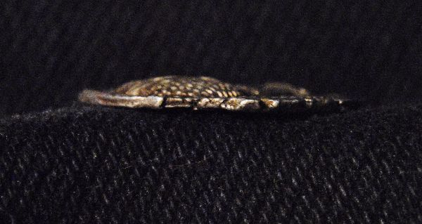A-Beautiful-Denarius-?-Or-An-Awesome-Fake-?